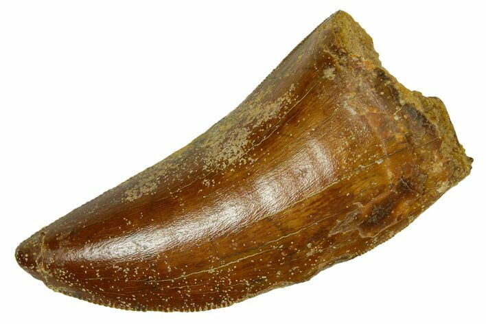 Serrated, Carcharodontosaurus Tooth - Real Dinosaur Tooth #372276